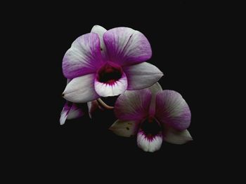 Close-up of pink flowers against black background