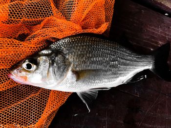 High angle view of fish on table