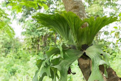 Close-up of green leaf on plant