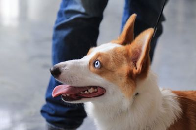 Low section of man with dog