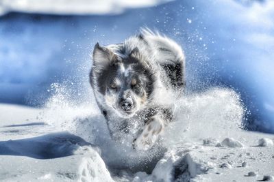 Portrait of dog running snow covered field