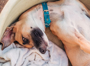 Close-up of puppy resting on bed