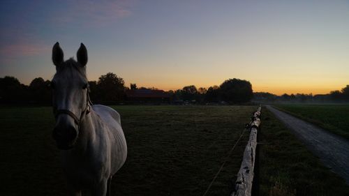 View of a horse on field during sunset