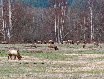 Horses in forest