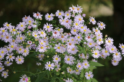 Close-up of white flowers