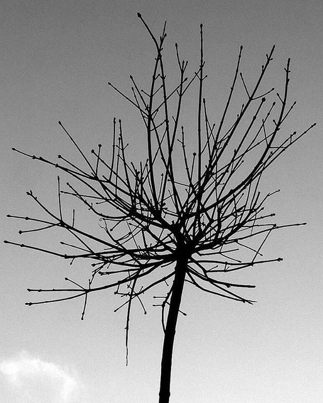 bare tree, low angle view, branch, nature, sky, tree, tranquility, silhouette, growth, dead plant, clear sky, beauty in nature, dried plant, no people, outdoors, day, single tree, twig, dry, scenics