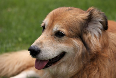 Close-up of dog looking away