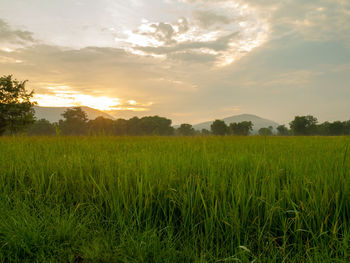 Scenic view of field against sky during sunset