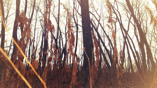 Trees in forest