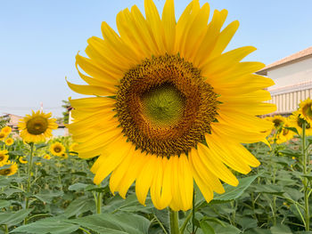 Close-up of yellow sunflower against sky