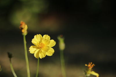 Close-up of yellow flowering plant