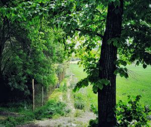 Trees in forest