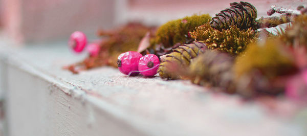 Close-up of flowers against blurred background