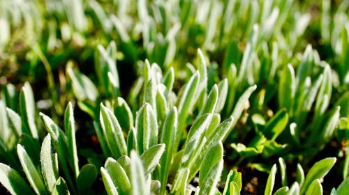 Close-up of plants growing on field