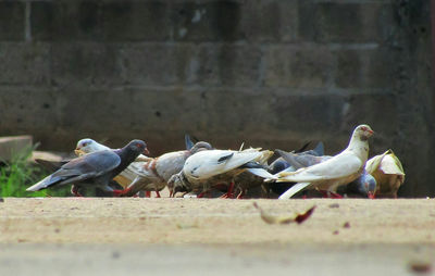 Close-up of birds perching on stone wall