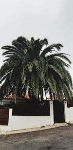 Palm trees against sky