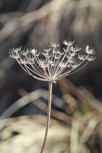 Close-up of dandelion flower