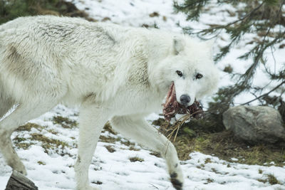 Wolf holding meat in its mouth