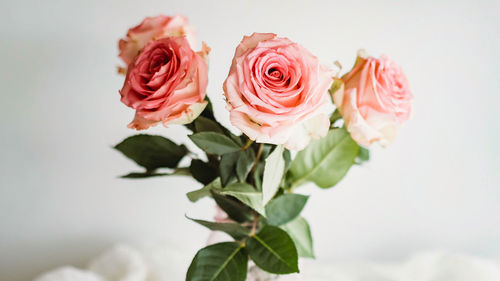 Close-up of rose bouquet against white background