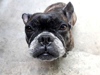 Close-up portrait of dog