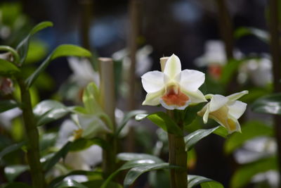 Close-up of white flowering plant