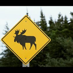 Close-up of yellow flowers