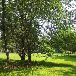 Trees on grassy field