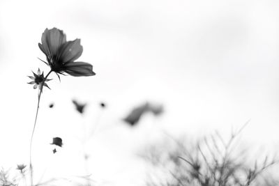 Flowers growing against sky