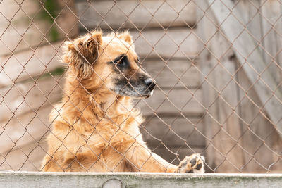 Close-up of a dog looking away