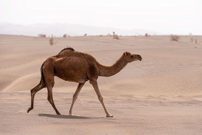 Giraffe in a desert