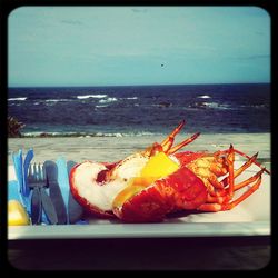 Close up of food in the sea