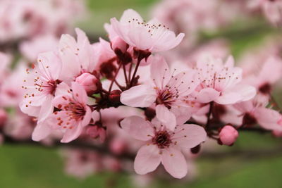 Close-up of pink cherry blossoms