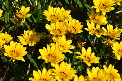 High angle view of yellow flowering plants on field