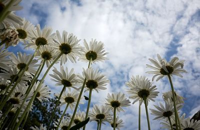 Low angle view of daisies against cloudy sky