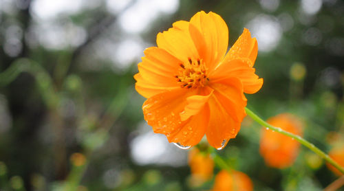 Close-up of orange flower against blurred background