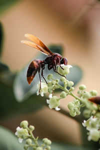 Close-up of insect on flower