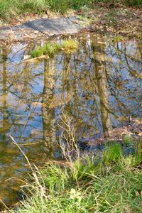 Scenic view of lake in forest