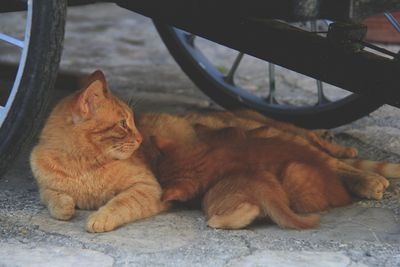 Cat sleeping under a car