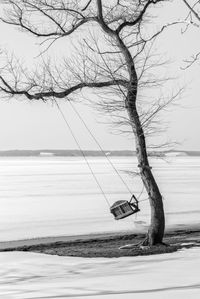 Bare tree on beach against sky