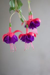 Close-up of pink flowers