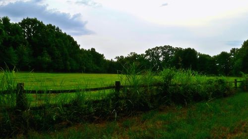 Scenic view of grassy field against sky