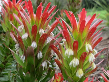 Close-up of fresh red flowers blooming outdoors