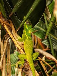 Close-up of lizard on plant