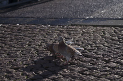 High angle view of doves on sunny day