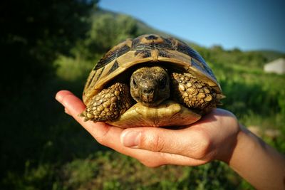 Cropped hand holding turtle