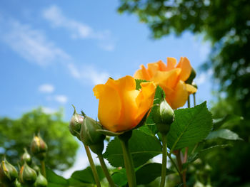 Close-up of yellow flowers