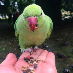 Close-up of hand holding bird