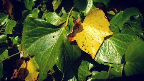 Close-up of insect on yellow leaf