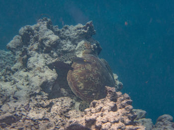 sea