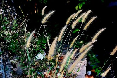 Close-up of grass on field